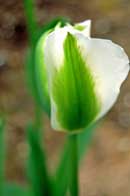 Tulpe Tulpe