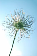 Blume und Himmel Blume und Himmel